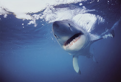 Fascinating sight: An impressive Great White Shark on a collision course!