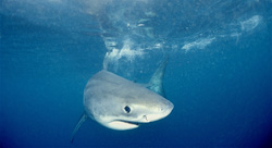 Curious Baby Great White Shark (Carcharodon carcharias) observing the camera near Dyer Island