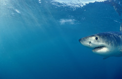 The captivating portrait of a young Great White Shark