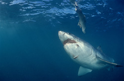 The majestic Great White Shark (Carcharodon carcharias) goal-orientedly reaches the underwater bait in Gansbaai