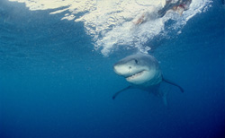 Un jeune grand requin blanc près d'un appât pour poisson