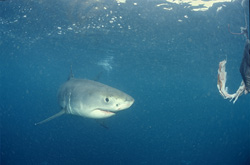 Baby great white shark reaches the fish bait near Dyer Island