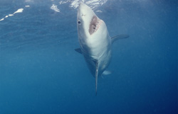 Great White shark discovers prey and ascends vertically