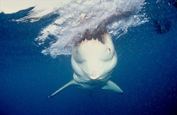 The Great White Shark (Carcharodon carcharias) displays its impressive hunting technique