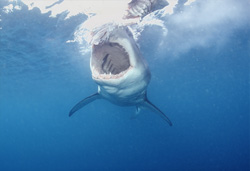A Fascinating Moment: The Great White Shark and its Impressive Jaws in Action