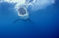 Impressive Great White Shark hunting for prey off the coast of South Africa