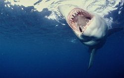 The Great White Shark - an impressive marine predator with a unique set of jaws
