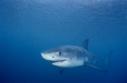 Baby Great White Shark searching for prey off the coast of Gansbaai and Dyer Island