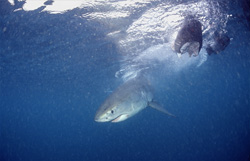 Jeune Requin Blanc à proximité d'appâts pour poissons au large de Gansbaai