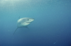 Curious Baby Great White Shark exploring off the coast of Gansbaai