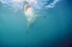 A Great White Shark ascends vertically to the ocean surface after spotting prey