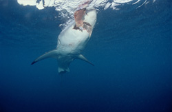 Fascinating Great White shark in action against the breathtaking backdrop of South Africa