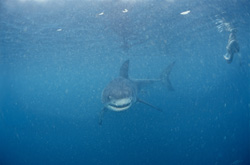 Jeune requin blanc en action près de l'île de Dyer