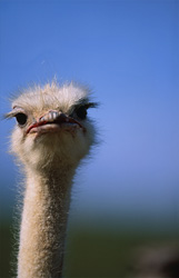 Explore the Majestic Beauty of the Thoughtful Ostrich