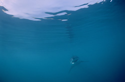Discover the fascinating baby Great White Shark in its natural habitat