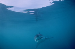 Baby Great White Shark (Carcharodon carcharias) discovers the underwater world