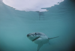 A fascinating glimpse into the life of the Great White Shark off the coast of South Africa
