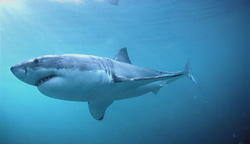Impressive Great White Shark on the hunt off the coast of South Africa