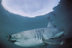 A Great White Shark hunting directly beneath the water surface