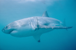 An impressive sight: The Great White Shark in its natural habitat off the coast of South Africa
