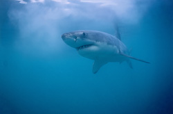 Encounter with one of the most feared creatures of the sea: The Great White Shark