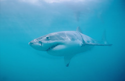 Impressive Great White Shark (Carcharodon carcharias) off the South African Coast