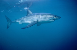 A Majestic Underwater Creature: The Great White Shark (Carcharodon carcharias)