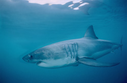 Majestic Great White Shark on the hunt off the coast of South Africa