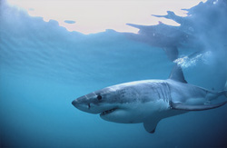 A majestic Great White Shark on the hunt off the coast of South Africa