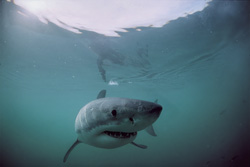 An impressive Great White Shark up close below the water surface