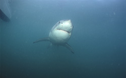 Unique underwater portrait at close quarters