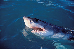 Great White Shark - Symbol of Strength and Elegance of the Seas