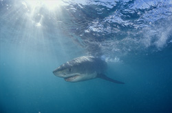 Baby Great White Shark Looking for Smaller Fish