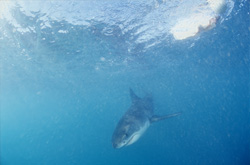 Baby Great White Shark searching for prey in Gansbaai