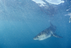 Captivating Sight: Baby Great White Shark in Action off Gansbaai, South Africa