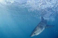 A Baby Great White Shark curiously explores its surroundings off the coast of South Africa