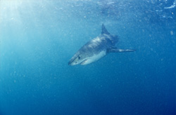 Fascination of the Oceans: Baby Great White Shark (Carcharodon carcharias) spotted off the coast of Gansbaai