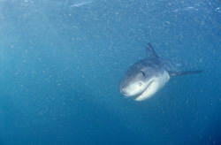 A Baby Great White Shark approaching confidently, yet remaining cautious