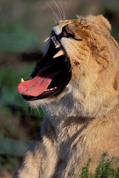 La gueule imposante d'une lionne majestueuse (Panthera leo) en Afrique du Sud