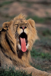 Un lion africain imposant montre son bâillement impressionnant