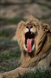 Lion africain majestueux baillant abondamment à la Garden Route Game Lodge
