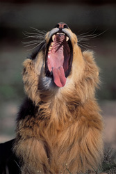 Lion africain majestueux ouvre grand sa gueule imposante en captivité