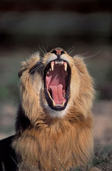 Lion africain majestueux baille paisiblement au Garden Route Game Lodge, Afrique du Sud