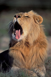 Lion majestueux baîlle relaxé au soleil - prise de vue fascinante de la faune