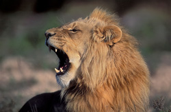 Retrato majestuoso de un león bostezando de lado en Garden Route Game Lodge, Sudáfrica