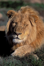 Experience the Calm and Majesty of an Exhausted Lion