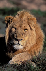 Lion africain majestueux à la Garden Route Game Lodge, Afrique du Sud
