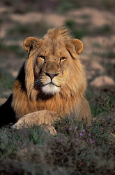 Lion africain majestueux à la Garden Route Game Lodge, Afrique du Sud