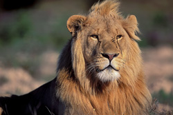 Lion africain fascinant à la Garden Route Game Lodge, Afrique du Sud