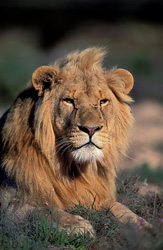 Lion mâle fascinant observant attentivement l'environnement dans un parc animalier